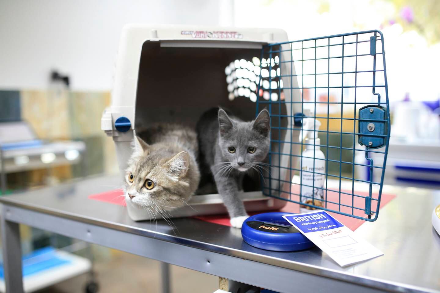 DUBAI, November 20, 2013 - (L to R) Craig, a 6-month-old kitten and Stewart, a 4-month-old kitten, wait in their pet carrier with their vaccination records, at the British Veterinary Hospital in Dubai, November 20, 2013.  (Photo by: Sarah Dea/The National, Story by: Hareth Albustani, Weekend)


 *** Local Caption ***  SDEA201113-shippingpets18.JPG