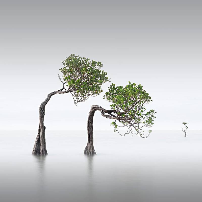 Wong Choon Keat's 'The Dancing Mangroves 2' was the runner-up in the landscape category. Courtesy Wong Choon Keat