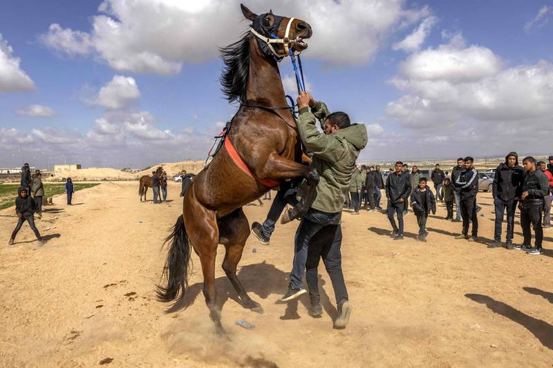 Men try to control a rearing horse after a weekly horse-racing competition at a field near the Bedouin village of Abu Tlal in southern Israeli near Beersheva on March 4, 2022.  - The stretch of dirt next to a highway that weaves through southern Israel's Negev desert does not immediately appear like a suitable place to host weekly horse racing.  But the Bedouins who gather there at sunrise most Fridays told AFP it suits them just fine, and that they have been meeting at the venue for several years to enjoy a hobby they describe as a central part of their culture.  (Photo by MENAHEM KAHANA  /  AFP)