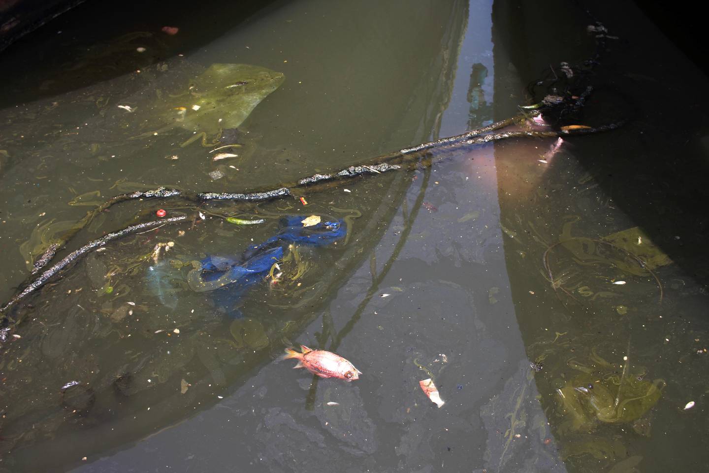 A dead fish floats in opaque, sheeny water at the Bourj Hammoud fishing port, just outside Beirut. Located next to a disused, decades-old garbage dump and now a new landfill, fishermen are complaining that pollution caused by waste is killing off fish and impacting their profits. Josh Wood for The National