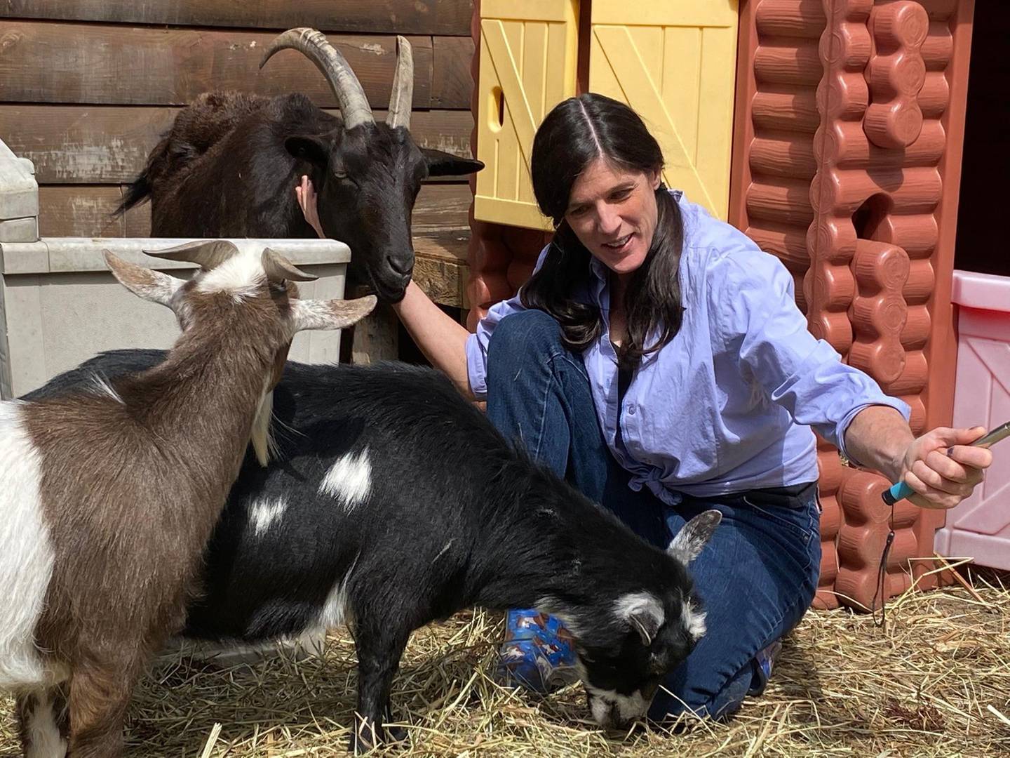 Digitally get to know rescue goats in New York's Catskill Mountains. Courtesy Frederick Farm Goat Rescue and Sanctuary