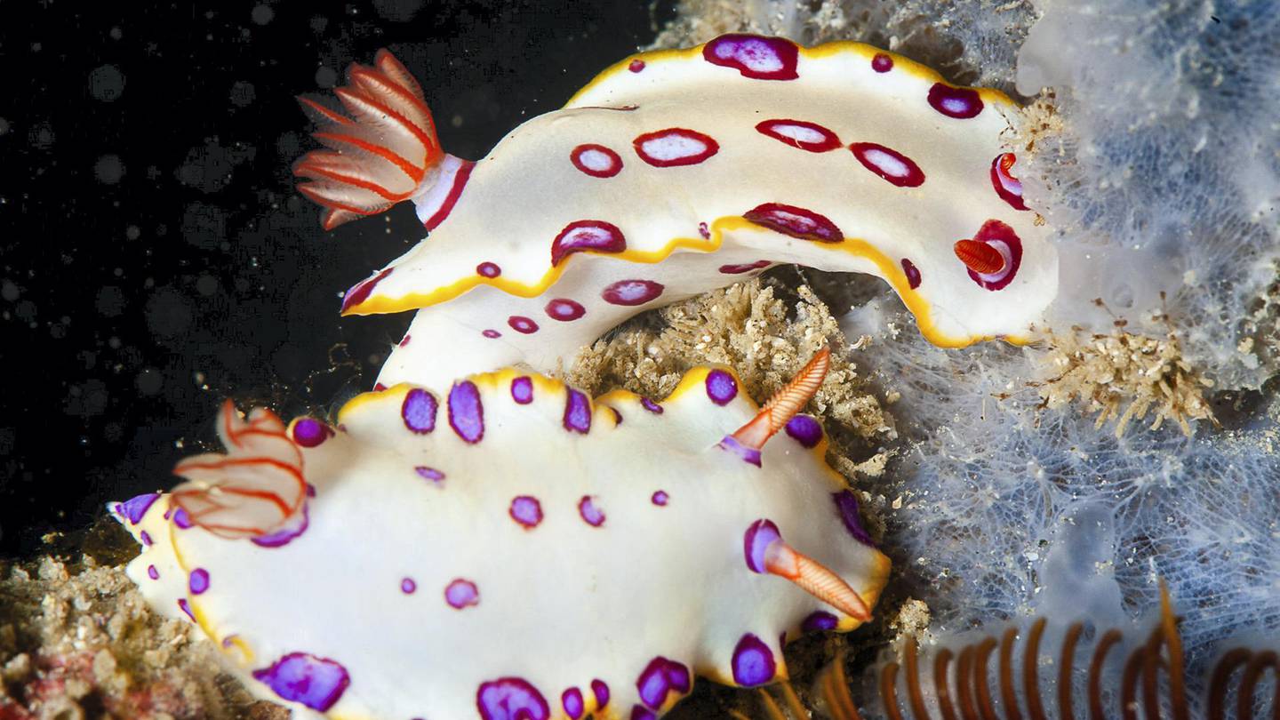Голожаберные моллюски. Моллюски в Эмиратах.