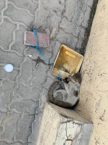 Hero, the cat, was discovered tethered to a brick in Dubai Investments Park on Monday. Courtesy: Vaughn Hugo