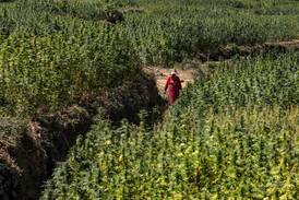 Morocco issues first permits to produce cannabis for medicinal and industrial use