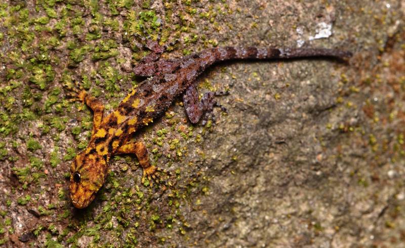 Thailand's San Phueng rock gecko. Photo: WWF