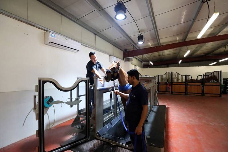The centre has a range of state-of-the-art equipment, including an equine aqua treadmill 