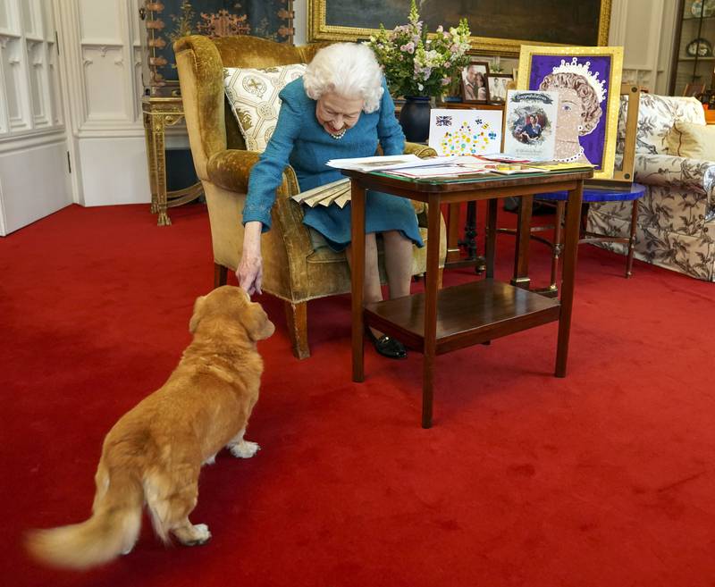 The queen pets Candy, a dorgi (a cross between a corgi and a dachshund) with memorabilia from her golden and platinum jubilees at Windsor Castle in 2022. PA