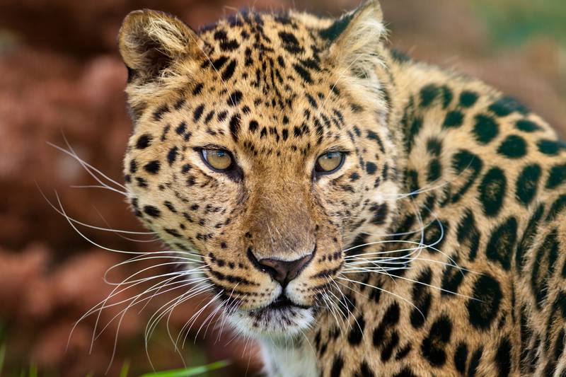 Amur leopard. Alamy