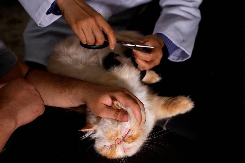 A cat with a broken leg being treated by Mohammad Al Khaldi at his medical centre in Rafah. Reuters