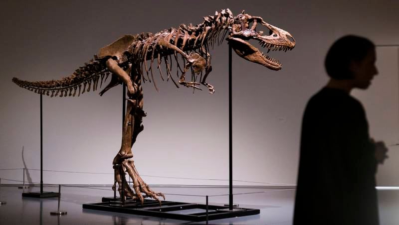 Like the T-Rex, the Gorgosaur had tiny front limbs. EPA