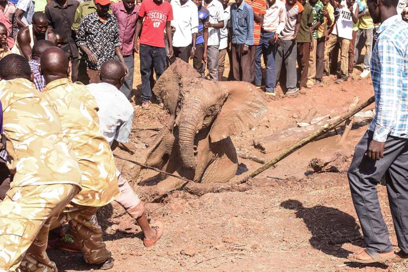 People watch as one of three young elephant is rescued out of the deep mud on the shores of the seasonal Lake Kapnarok, situated at the base of the Kerio valley in Kenya. AFP