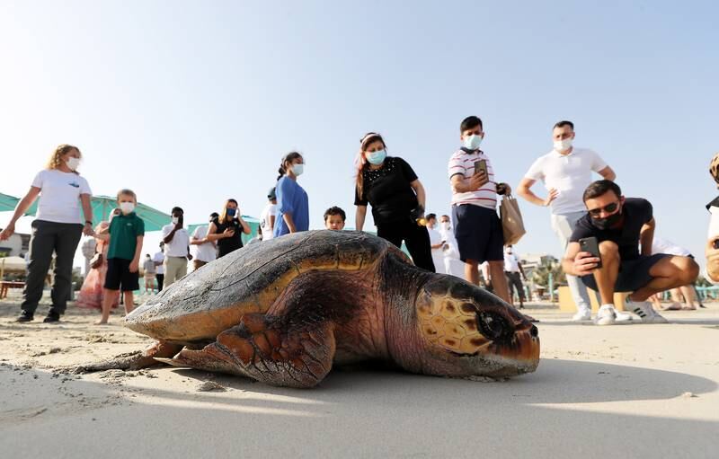 About 30 turtles are released into the sea on World Sea Turtle Day at Jumeirah Al Naseem beach in Dubai. Pawan Singh / The National