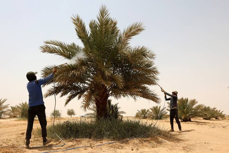 The administration of the Shiite holy shrines in Karbala have launched a campaign to plant thousands of trees in the outskirts of the holy city in southern Iraq. All photos: EPA