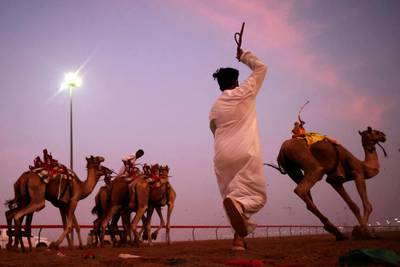 Sudanese camel herders train animals at dawn, on August 24 2023 in Dubai.  (Photo by Karim SAHIB  /  AFP)