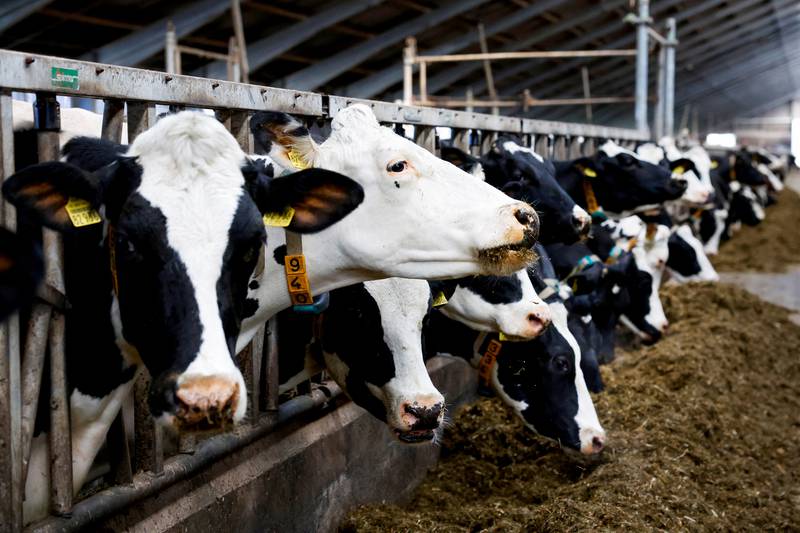 Cows on a dairy farm in Oldetrijne, the Netherlands. Cows are the highest-emitting livestock, so companies producing beef and dairy are more exposed to carbon taxes. Reuters
