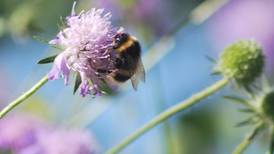 Plight of the bumblebee revealed in decade-long study