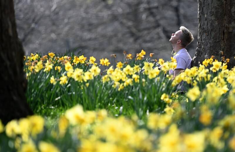 A man sits among a crowd of daffodils - one of nature's reminders of the changing of the seasons. EPA