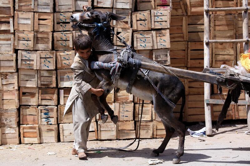 A Pakistani boy tries to bring down his donkey that is being hoisted up into the air by an over-loaded cart in Peshawar, Pakistan. June 12 is the World Day Against Child Labour. EPA