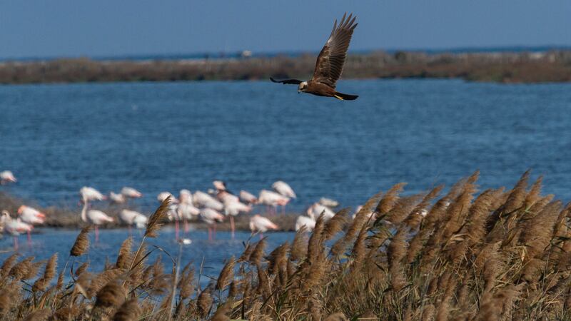 A marsh harrier searches for prey in the tall grass of one of Tunisia’s 'sebkhas', or salt lakes, as a group of flamingos forages on the muddy bottom. Photo: Hichem Azafzaf