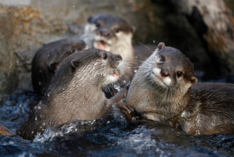 Asian small-clawed otters play in their enclosure at the National Zoo in Washington March 3, 2007. The otters' natural habitats are in parts of China, Thailand, Cambodia, Vietnam and Indonesia. REUTERS/Jim Bourg   (UNITED STATES)