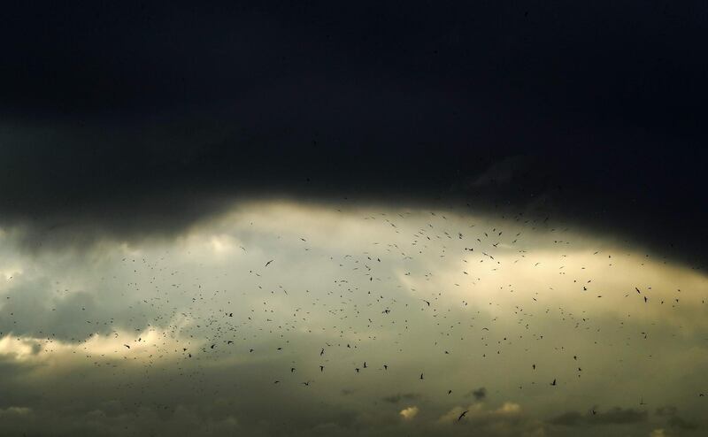 Seagulls fly under a heavy storm cloud off the coast of the Lebanese capital Beirut.   AFP