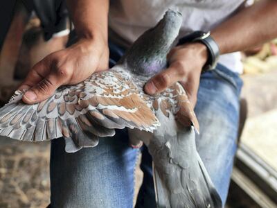 Zaid Al-Otayat, 26, stetches out a pigeon's wing to demonstrate the bird's markings. 
Picture by Charlie Faulkner
