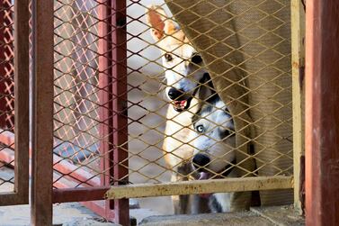UMM ALQUWAIN, UNITED ARAB EMIRATES - Dogs at the Stray Dog Centre, Umm AL Quwain. Ruel Pableo for The National for Evelyn Lau's story