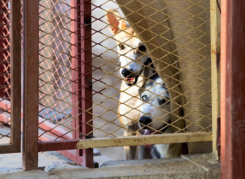 UMM ALQUWAIN, UNITED ARAB EMIRATES - Dogs at the Stray Dog Centre, Umm AL Quwain.  Ruel Pableo for The National for Evelyn Lau's story