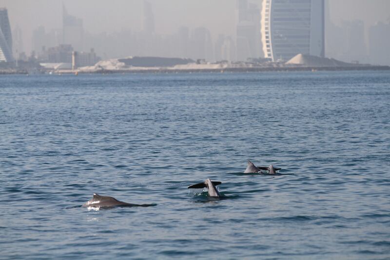 - Indian Ocean humpback dolphins in busy seashore waters of Dubai