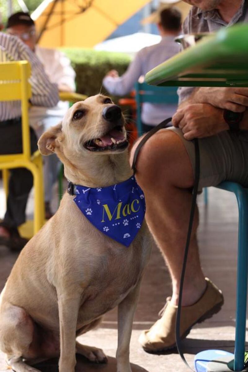 Dogs can enjoy the sunshine from the terrace, while their owners can indulge in your brunch guilt-free without having to leave their dog at home.