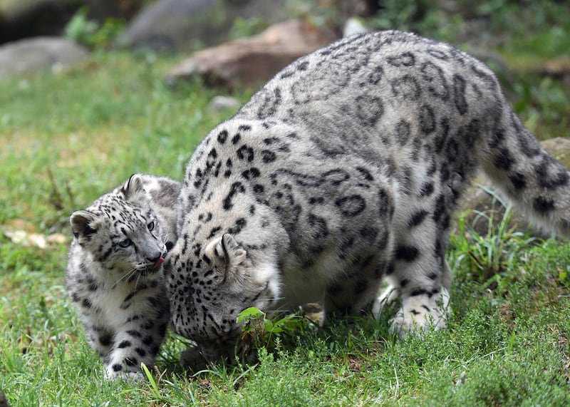 Ahava, left, a three-month-old snow leopard cub, plays in an enclosure with her mother Malaya at Brookfield Zoo in Brookfield, Illinpis, USA. Chicago Zoological Society via AP
