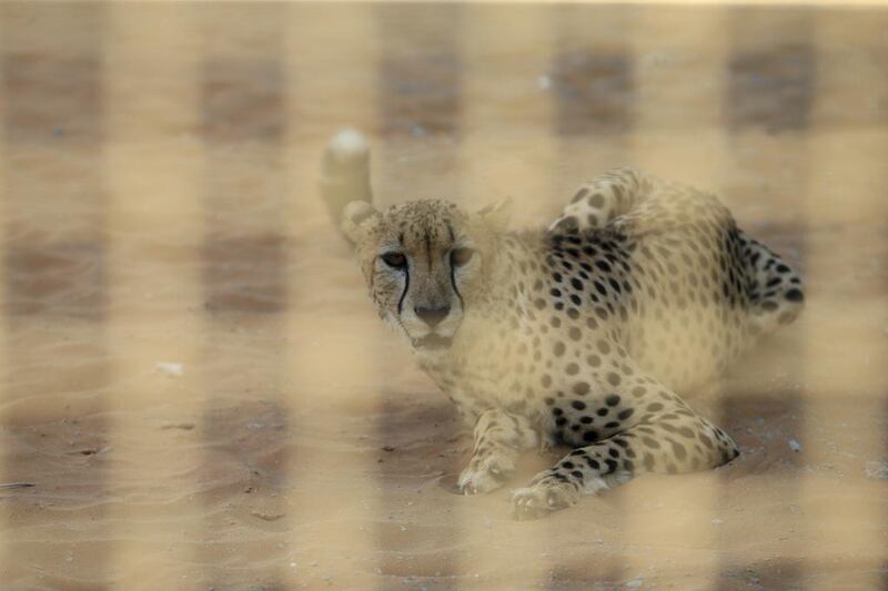 A cheetah is one of the big draws at the new RAK Zoo. Sarah Dea / The National