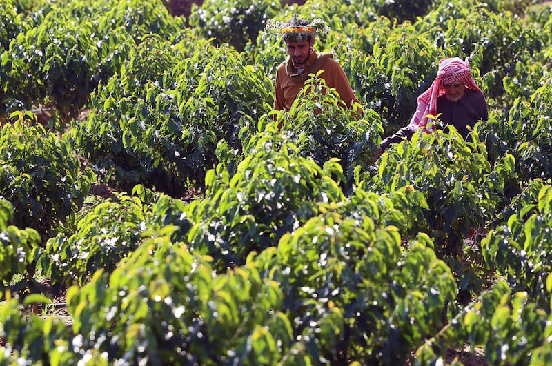 They produce about 2.5 tonnes of coffee beans a year, selling for between $27-$40 a kilogram.