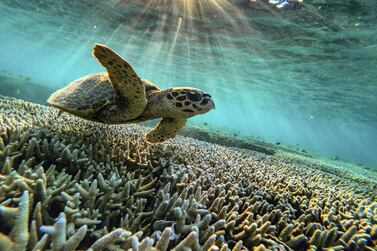Sea turtles are noisier than you might think, and have a "lost years" period in their babyhood. Jonas Gratzer / LightRocket via Getty Images