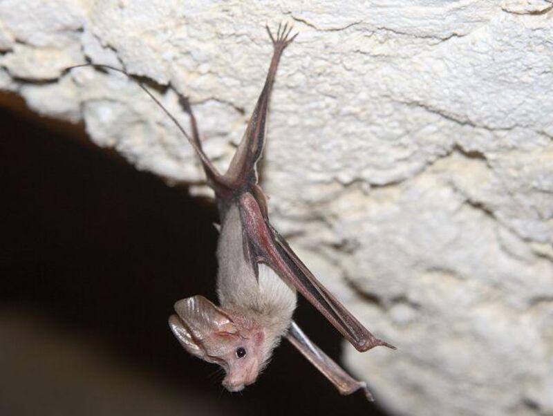 A Muscat mouse-tailed bat (Rhinopoma muscatellum) clinging to the roof of a cave at Jebel Hafeet.