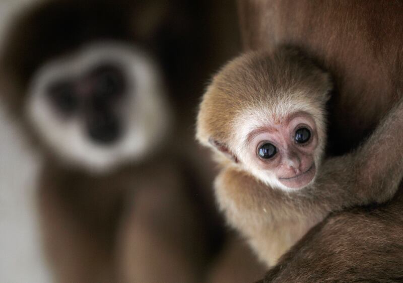 A white-handed gibbon infant born at Skopje Zoo, North Macedonia. Reuters