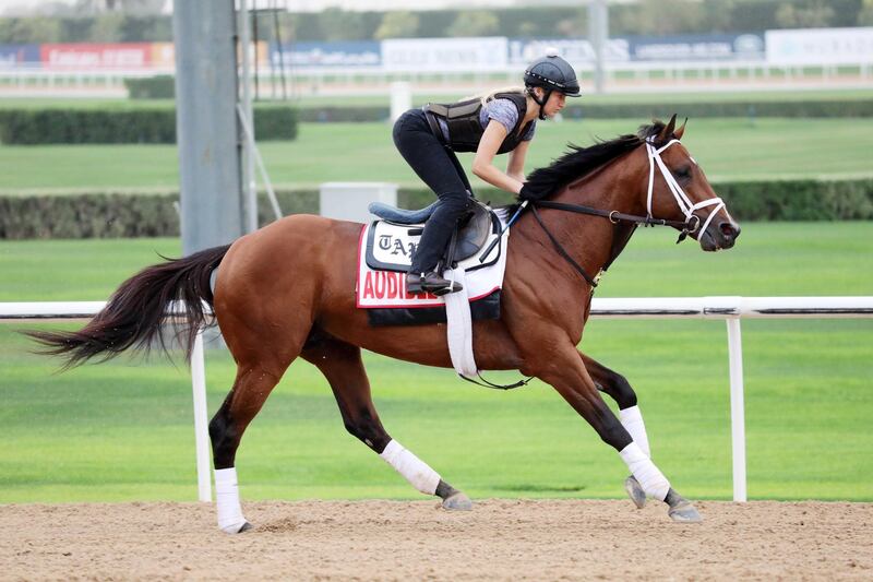 Mandatory Credit: Photo by Frank Sorge/racingfotos.com/REX/Shutterstock (10170558n)
, Dubai, Audible (USA) during trackwork at Meydan racecourse ,in Dubai, UAE, United Arab Emirates.
Horse Racing - 27 Mar 2019