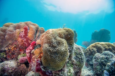 A coral reef in Key West, Florida. AFP