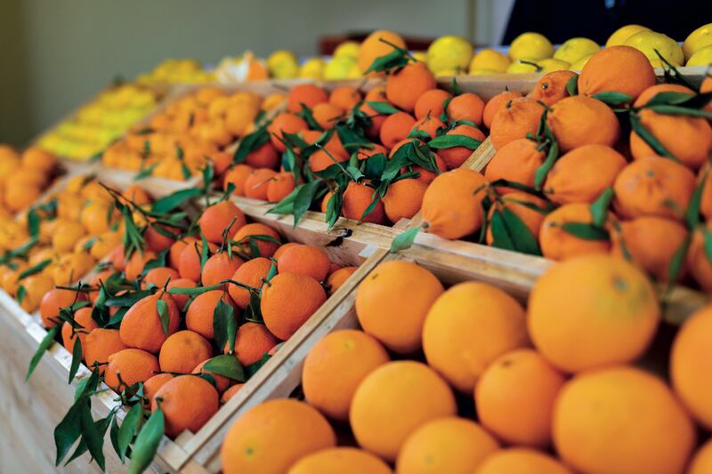 The citrus grown in the AlUla Oasis includes Helou lemons, Jaffa oranges, Succari oranges, torounge, Boussora oranges and clementines. Photo: Royal Commission for AlUla