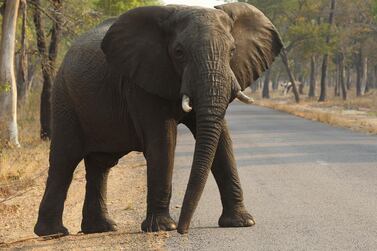 An elephant crosses a road at a national park in Hwange, Zimbabwe. AP Photo