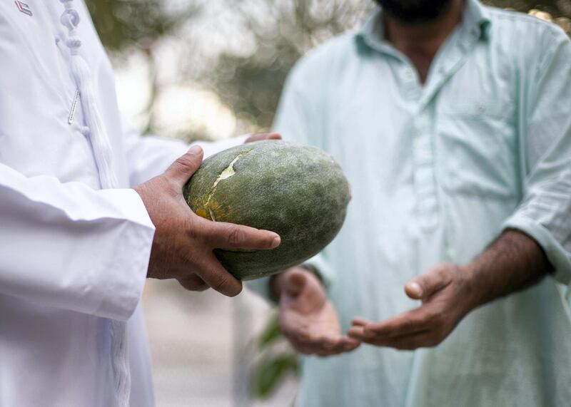 RAS AL KHAIMAH, UNITED ARAB EMIRATES. 23 NOVEMBER 2020. 
Saeed Al-Dhahouri holds a melon.

In the valley of the village of Shaam, Saeed Al-Dhahouri is keen to educate the rising generation about UAE’s heritage; and for that he has set up Muhammad Bin Rashid Heritage Village in Wadi Shaam.

The village includes many old traditional UAE tools that the people of the mountain used in the past, and showcases customs, traditions and practices inherited from older generations.

Al-Dhahouri has devoted his efforts to transforming his farm into a heritage village since 1995.

(Photo: Reem Mohammed/The National)

Reporter: ANNA ZACHARIAS
Section: NA NATIONAL DAY
