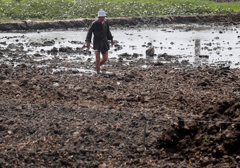 A farmer works at his rise field at agricultural land, amid concerns over the coronavirus disease (COVID-19), in Abu Kabir, Sharqia Governorate, north of Cairo, Egypt. REUTERS