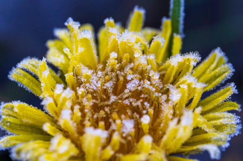 Hoarfrost is seen on a flower in a pasture near Nagykanizsa, Hungary. EPA