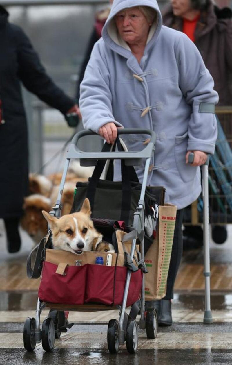 A dog is pushed along in a pushchair as dogs and their owners arrive to attend the first day of Crufts dog show at the NEC. (Matt Cardy / Getty Images / March 6, 2014)