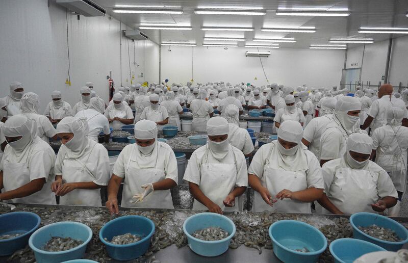 Thousand of workers in the shrimp farming industry in Honduras are worried after the government's decision to break diplomatic ties with Taiwan, their largest export market. AFP