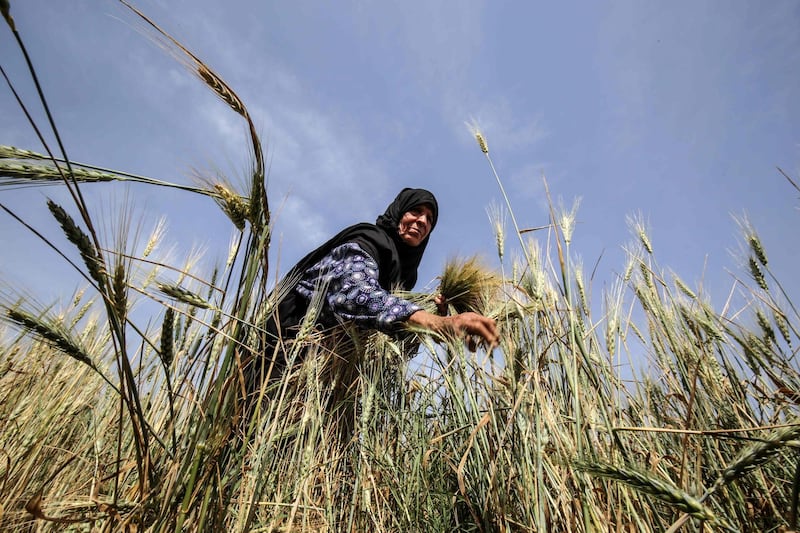 A Palestinian woman harvests wheat stalks in a field in Khan Yunis in the southern Gaza Strip, before being prepared to be used in a soup during Ramadan. AFP