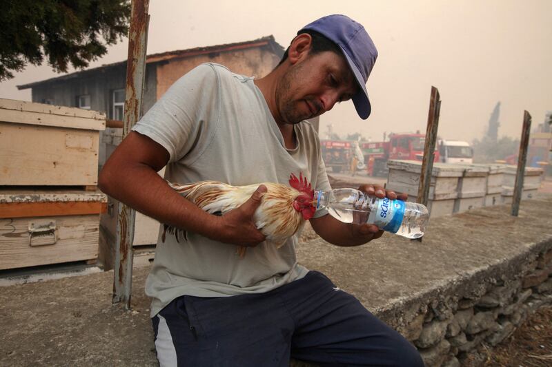 A man gives water to a rooster during a massive bushfire that engulfed a Mediterranean resort region near Manavgat.