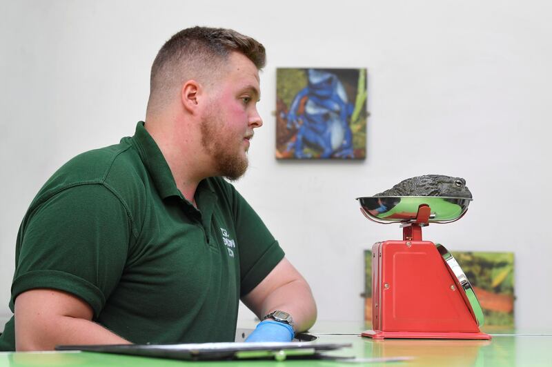 Zookeeper Unnar Aevarsson takes readings of an African bullfrog during the annual weigh-in at London Zoo, London, Britain.  Reuters