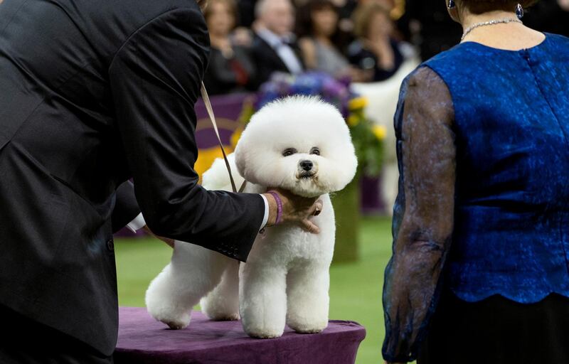 Handler Bill McFadden works with Flynn, a bichon frise, before Flynn was named Best in Show at the 142nd Westminster Kennel Club Dog Show. AP photo