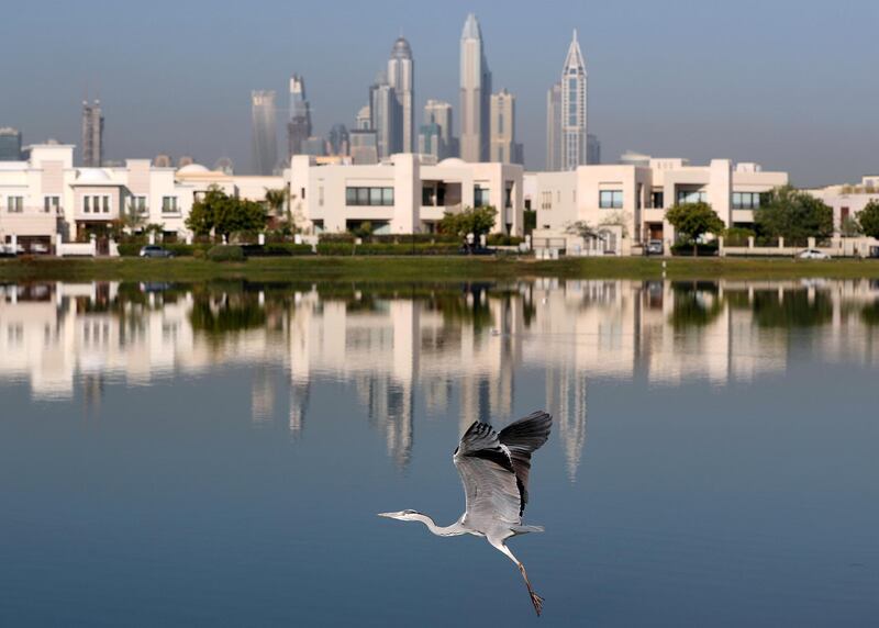 Dubai, United Arab Emirates - January 11th, 2018: Standalone. A heron flies with the marina in the background. Thursday, January 11th, 2018 at The Springs, Dubai. Chris Whiteoak / The National